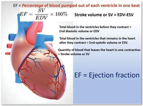 lvef 55|how to assess ejection fraction.